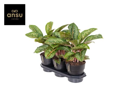 Aglaonema 'Camo Coralie'