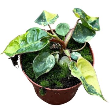 Filodendro billietiae 'Variegata'
