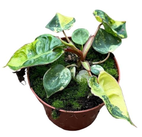 Filodendro billietiae 'Variegata'