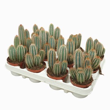 Pilosocereus odilensis