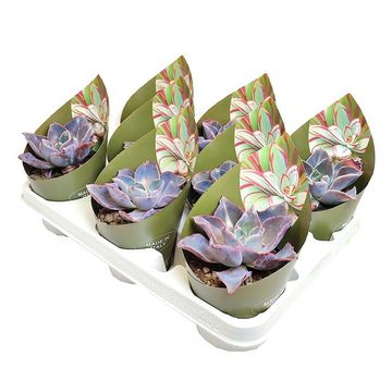 Echeveria 'Afterglow'