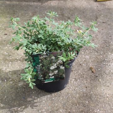 Potentilla fruticosa BELLA BIANCA