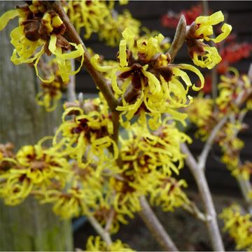 Hamamelis x intermedia 'Pallida'