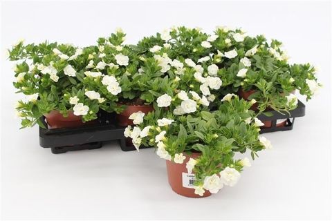 Calibrachoa MINIFAMOUS DOUBLE WHITE