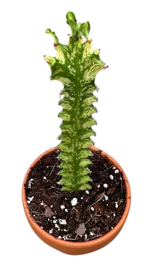 Euphorbia lactea 'Variegata'