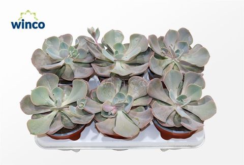 Echeveria 'Dusty Rose'