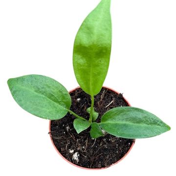 Anthurium wendlingeri