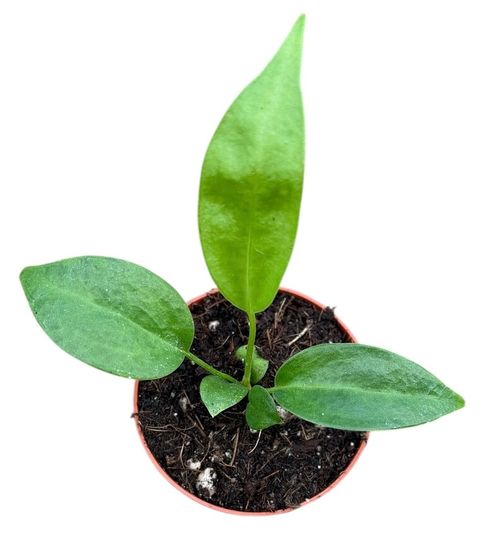 Anthurium wendlingeri
