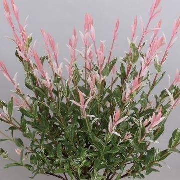 Salix integra 'Flamingo'