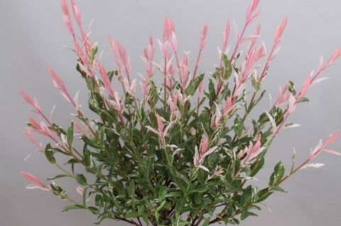 Salix integra 'Flamingo'