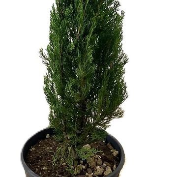 Cupressus sempervirens