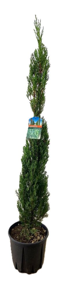 Cupressus sempervirens
