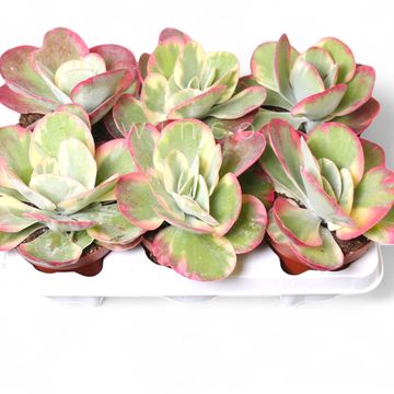 Kalanchoe thyrsiflora 'Variegata'