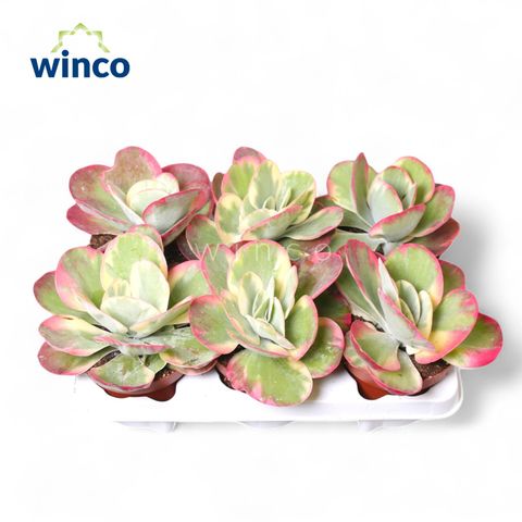 Kalanchoe thyrsiflora 'Variegata'