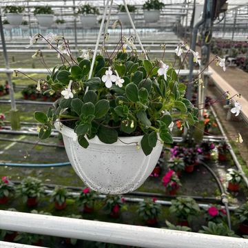 Streptocarpus saxorum