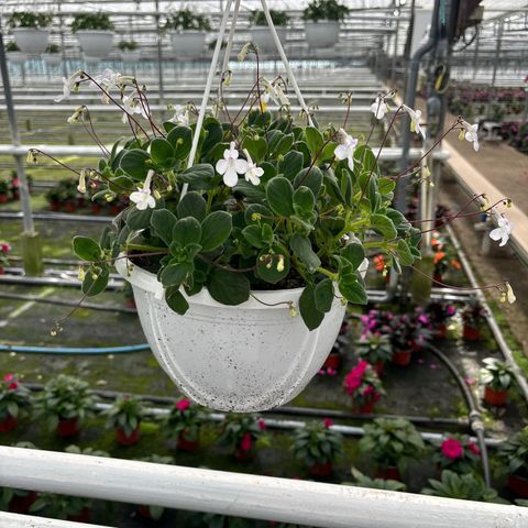 Streptocarpus saxorum