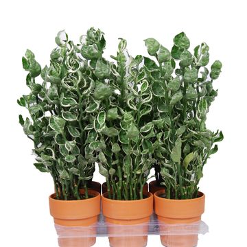 Pedilanthus tithymaloides 'Mystery Planet'