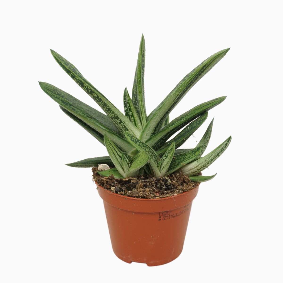 Gasteria 'Little Warty' — Plant Wholesale FlorAccess