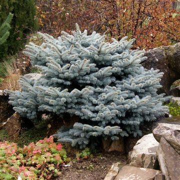 Picea pungens 'Глаука Глобоза'