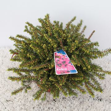 Erica x darleyensis 'Kramer's Rote'