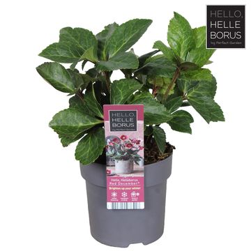 Helleborus Red December