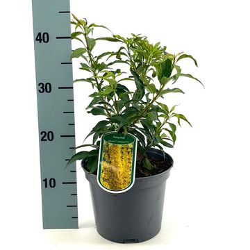 Forsythia x intermedia MIKADOR