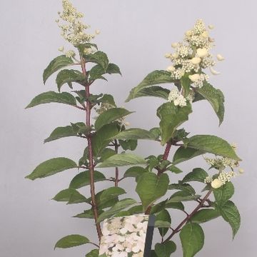 Hydrangea paniculata 'Dharuma'