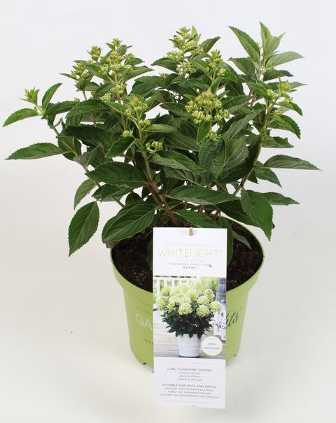 Hydrangea paniculata GARDENLIGHTS WHITELIGHT