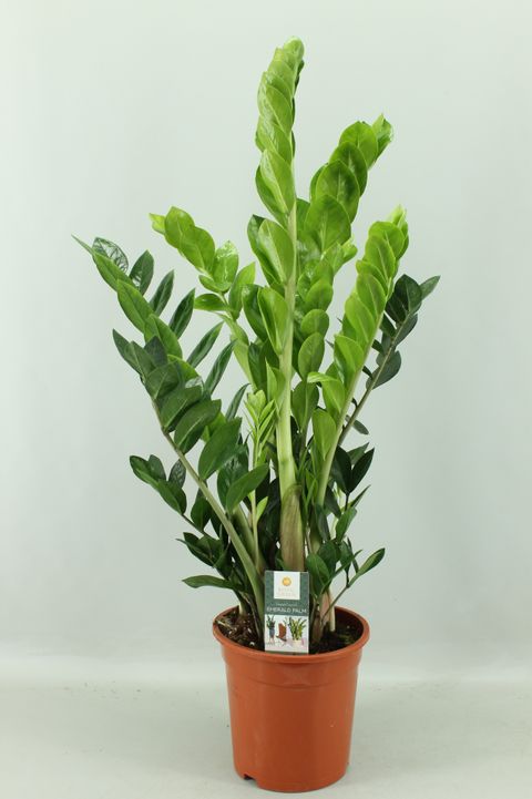 Zamioculcas zamiifolia