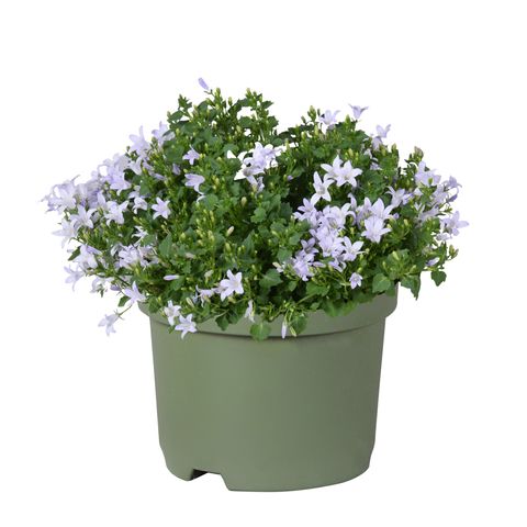 Campanula portenschlagiana KOSEA KANE