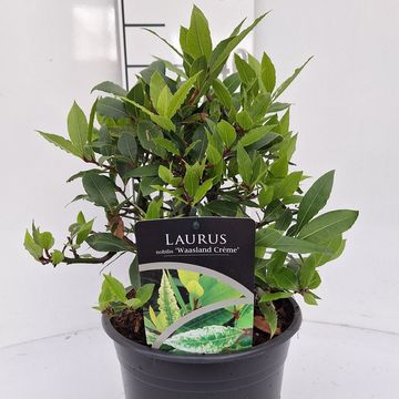 Laurus nobilis 'Waasland Creme'