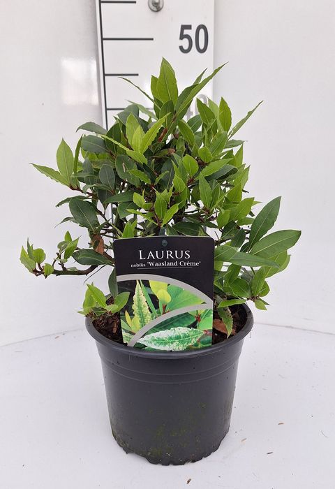 Laurus nobilis 'Waasland Creme'