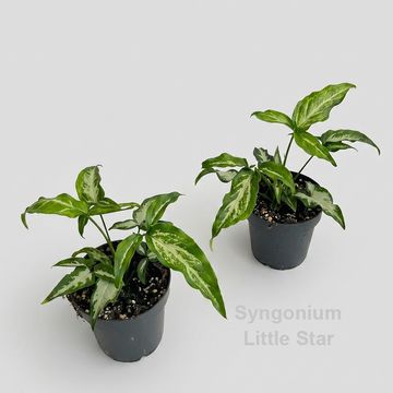 Syngonium 'Little Star'