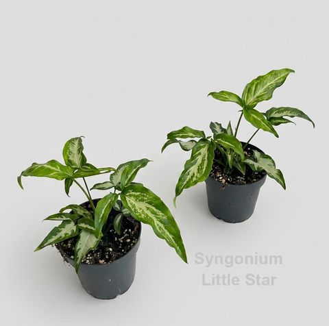 Syngonium 'Little Star'