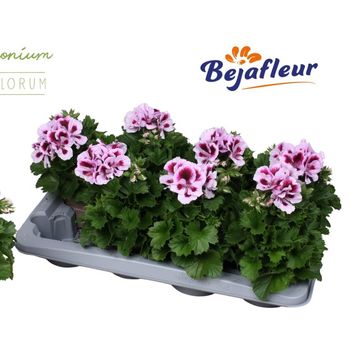 Pelargonium ELEGANCE EMMA