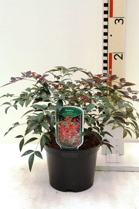 Nandina domestica FLIRT