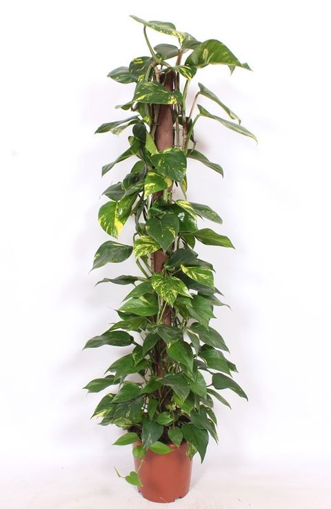 Epipremnum aureum