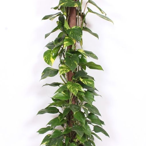 Epipremnum aureum