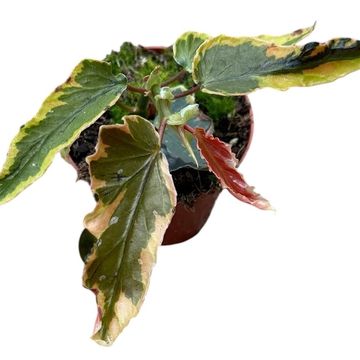 Begonia 'Dainty Spray Sport Variegata'