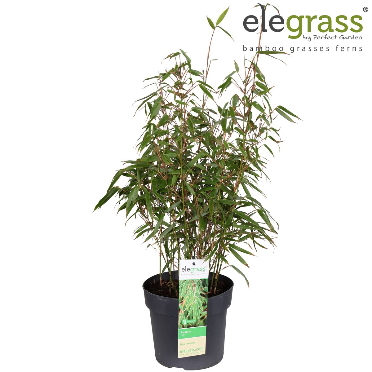 Fargesia rufa — Plant Wholesale FlorAccess