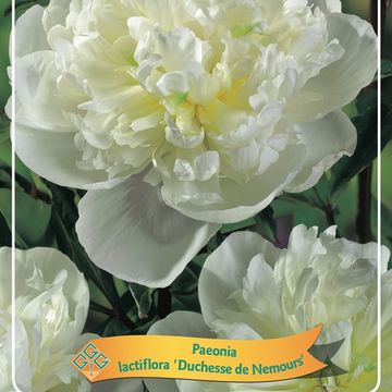 Paeonia 'Duchesse de Nemours'