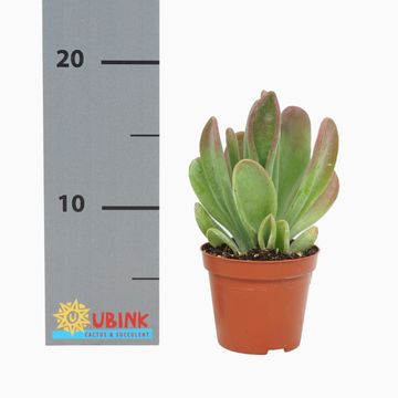 Kalanchoe luciae 'Oricula'