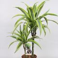 Dracaena fragrans 'Lemon Lime'