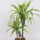 Dracaena fragrans 'Lemon Lime'