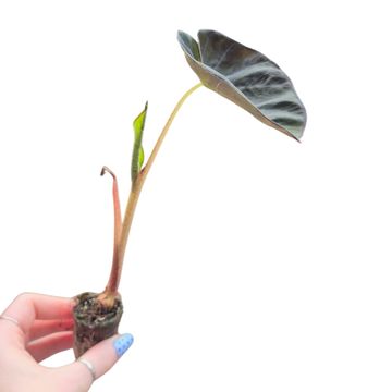 Colocasia 'Solar System'