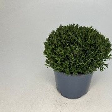 Arenaria montana BLIZZARD