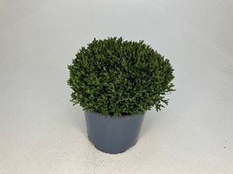 Arenaria montana BLIZZARD