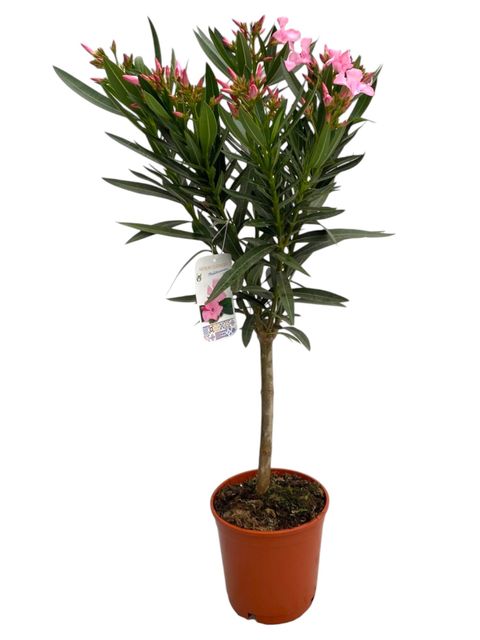 Nerium oleander