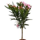 Nerium oleander