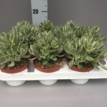 Crassula swaziensis 'Variegata'